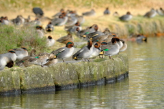水鳥の休息