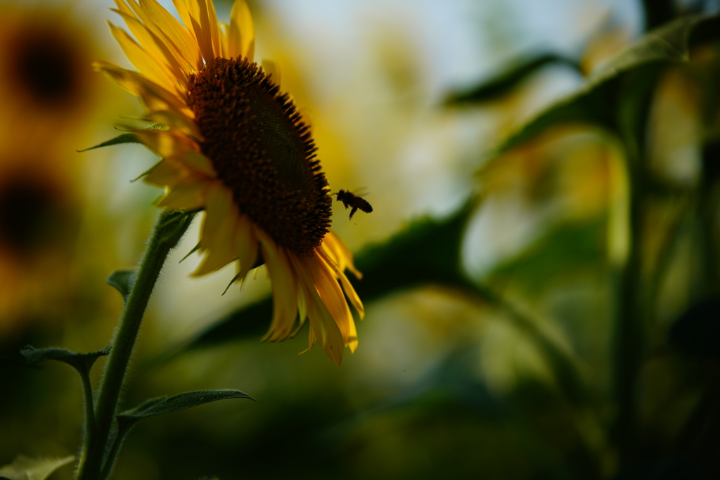 ひまわりの棲みか