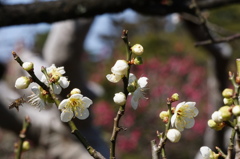 兼六園、梅の見頃は少し先の様ですＮｏ１