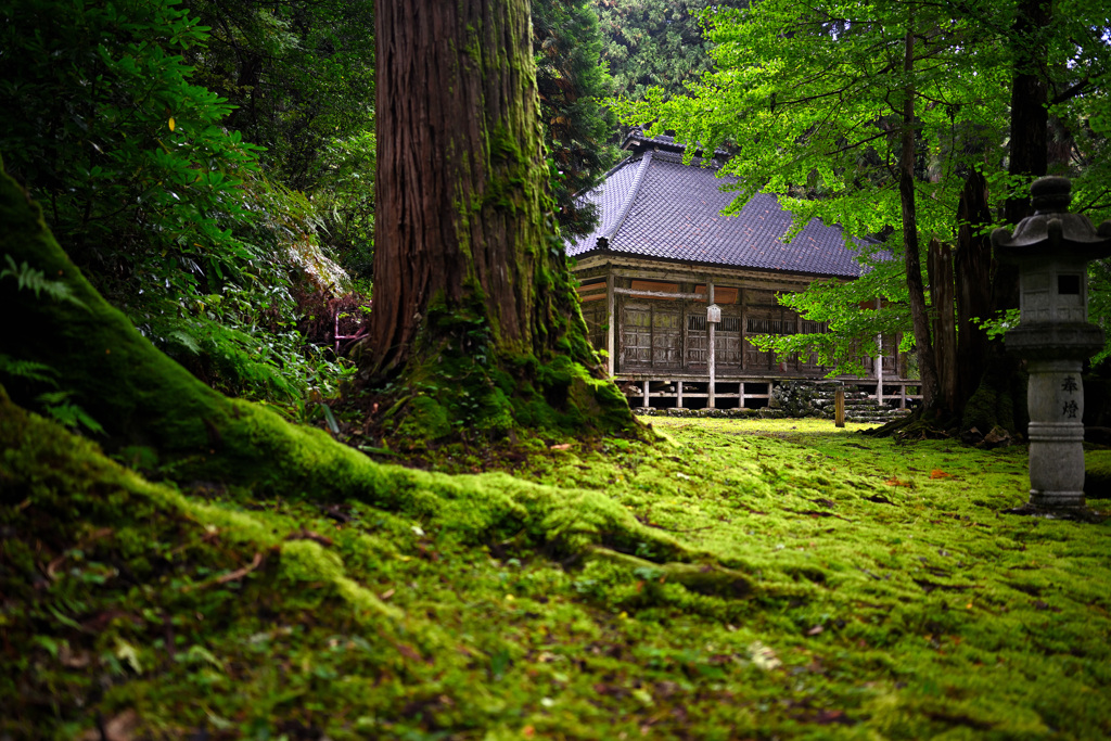 静寂な杉林と苔の神社