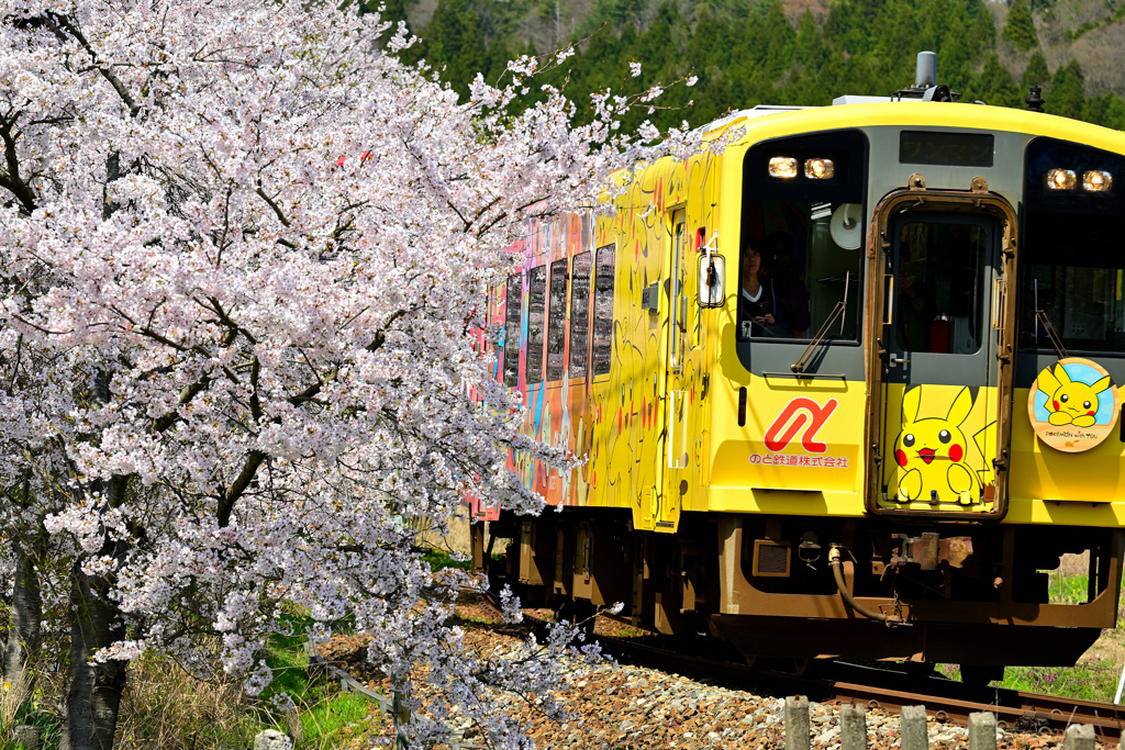 ピカチュウ桜
