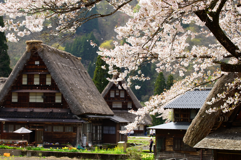 五箇山菅沼合掌造り～春風に桜舞う