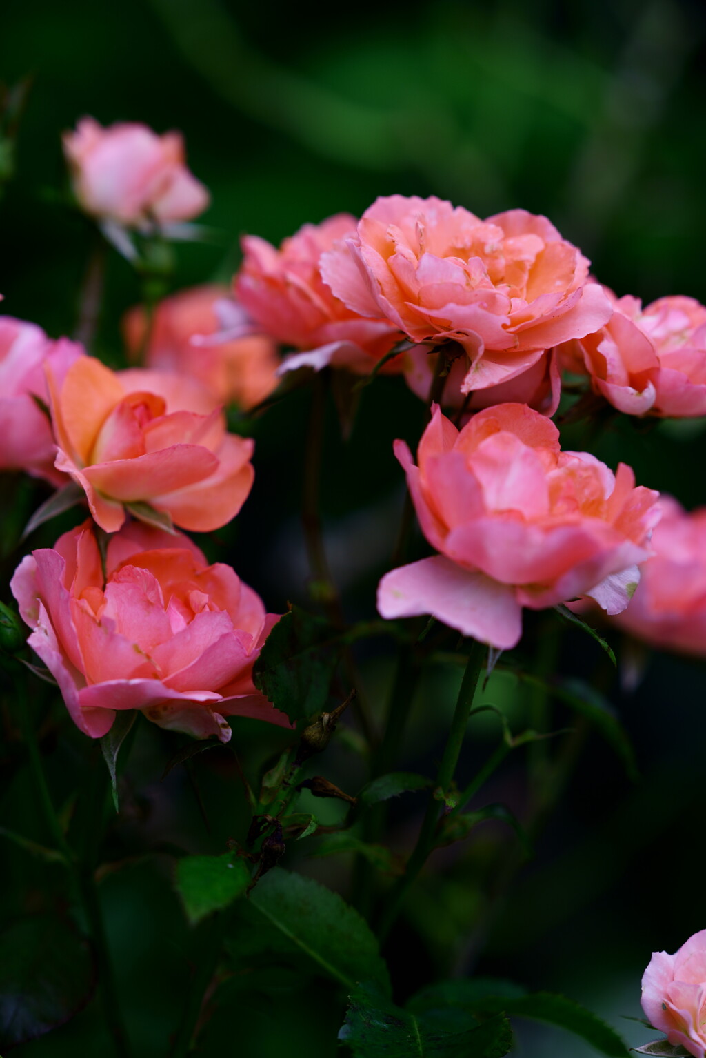 四季触れ合いの薔薇