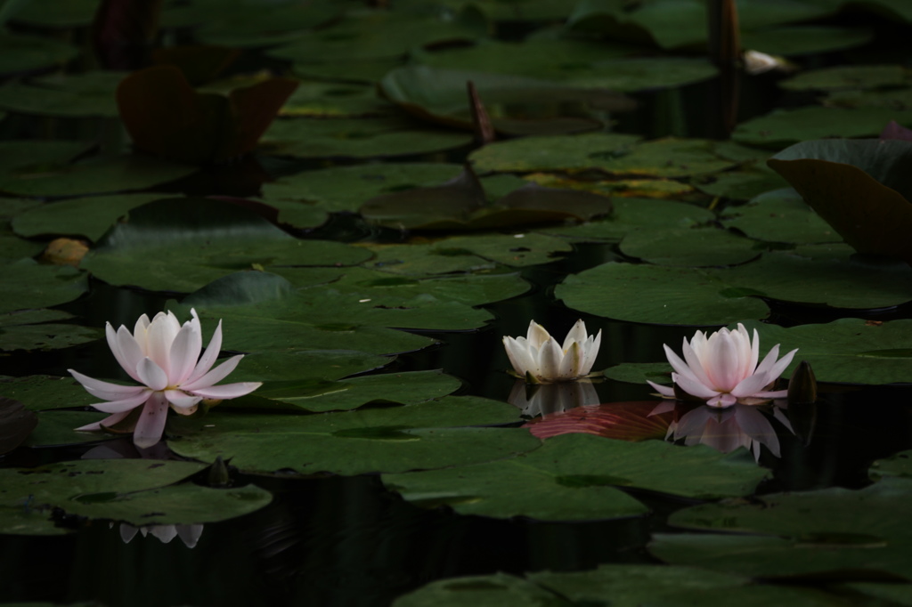 睡蓮～頼成の森