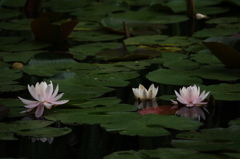 睡蓮～頼成の森