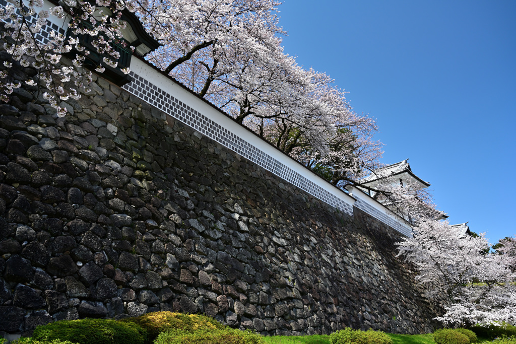 桜咲く金澤城
