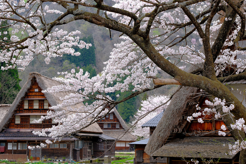 桜咲く合掌造り