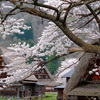 桜咲く合掌造り
