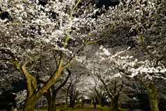 夜桜散歩