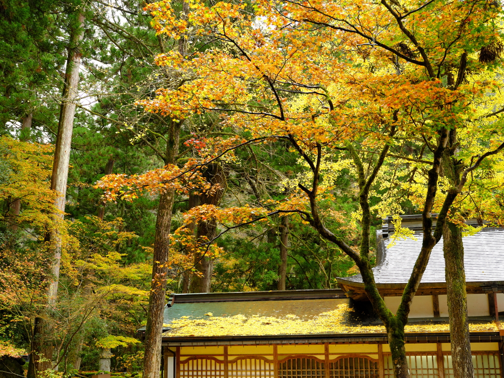 禅寺を染めるイチョウ