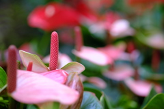 花壇の空間