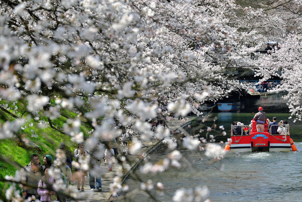 松川桜のトンネル