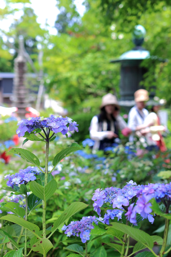 癒される紫陽花寺の初夏