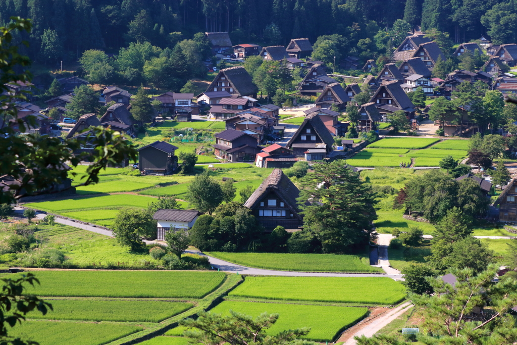 夏の朝稲穂と白川郷街並