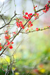 春の香りをはこぶ花