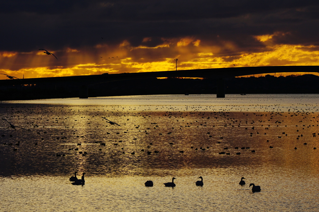 塒に帰る渡り鳥