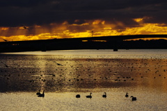 塒に帰る渡り鳥