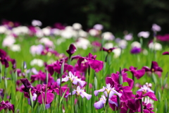 梅雨入りの花菖蒲園