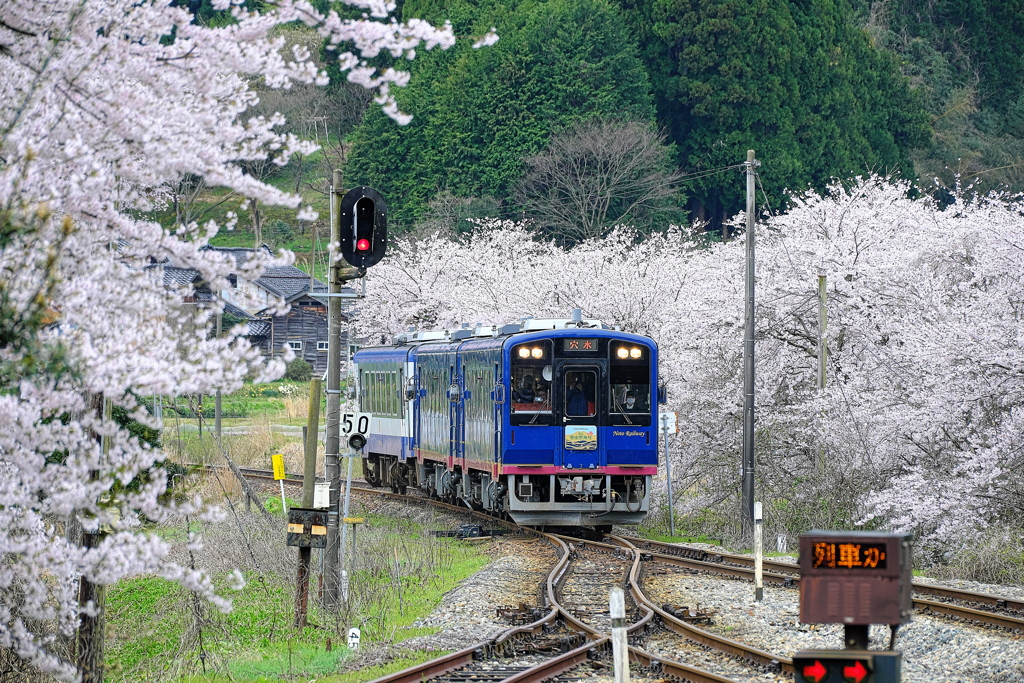 能登鉄道西岸駅桜