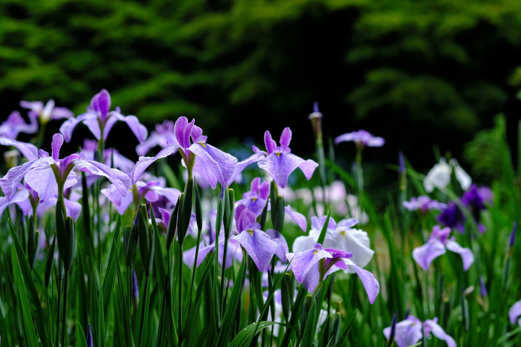 梅雨を迎える花菖蒲園