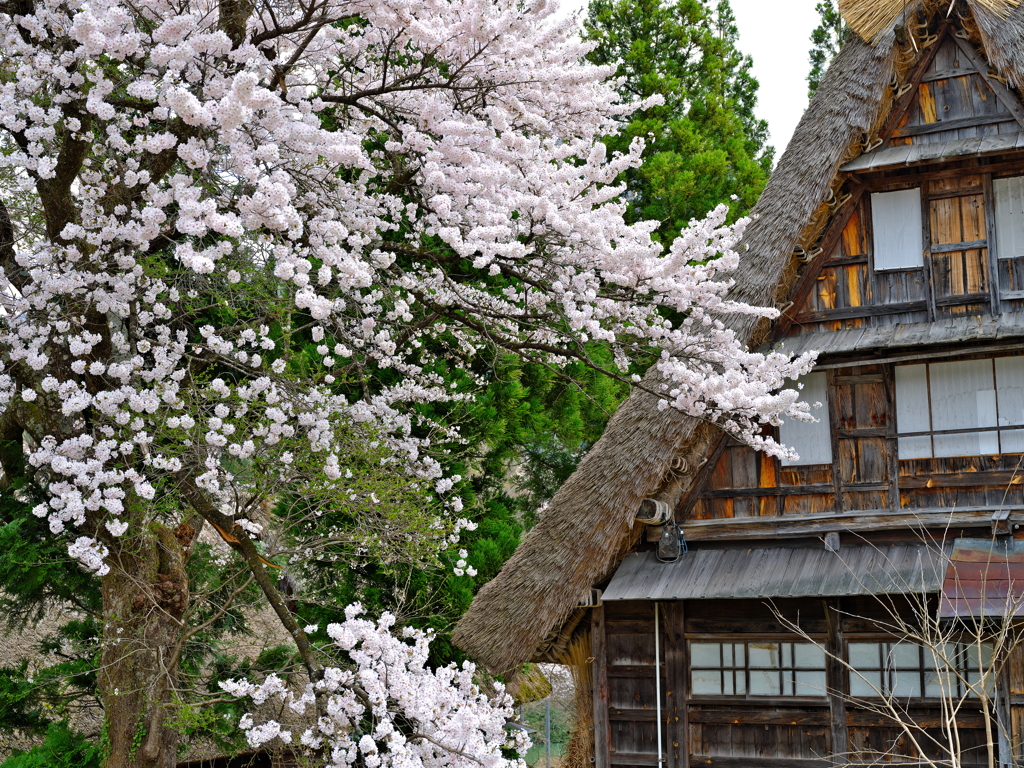 五箇山菅沼集落桜咲く