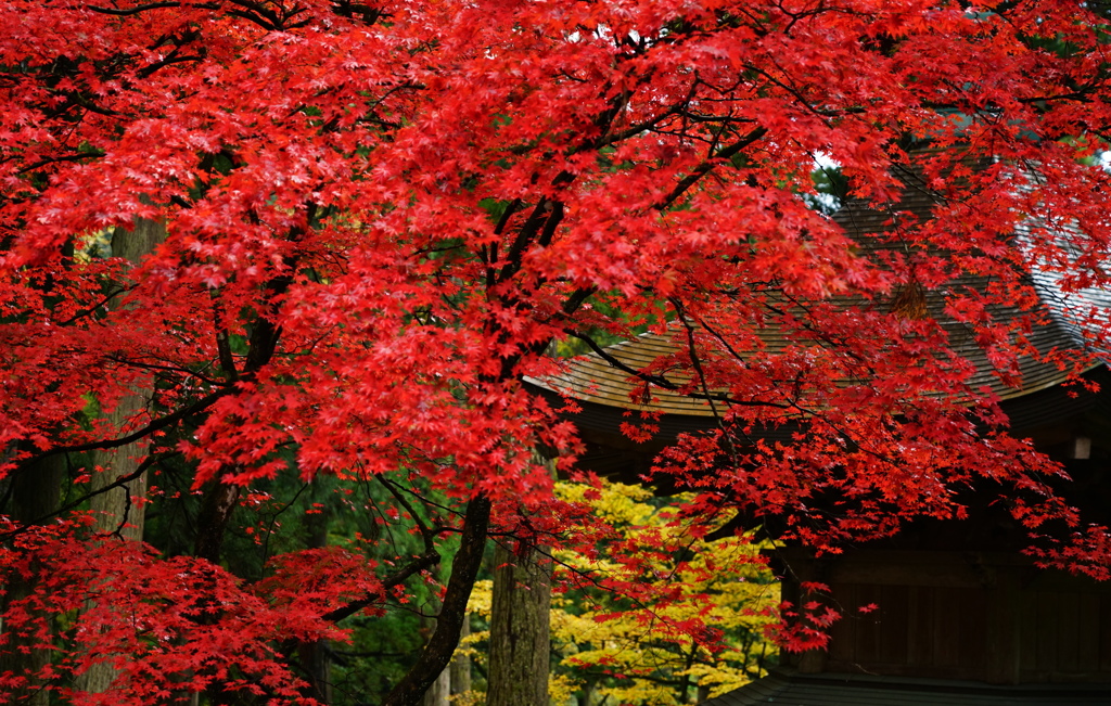 雨上がりの紅葉