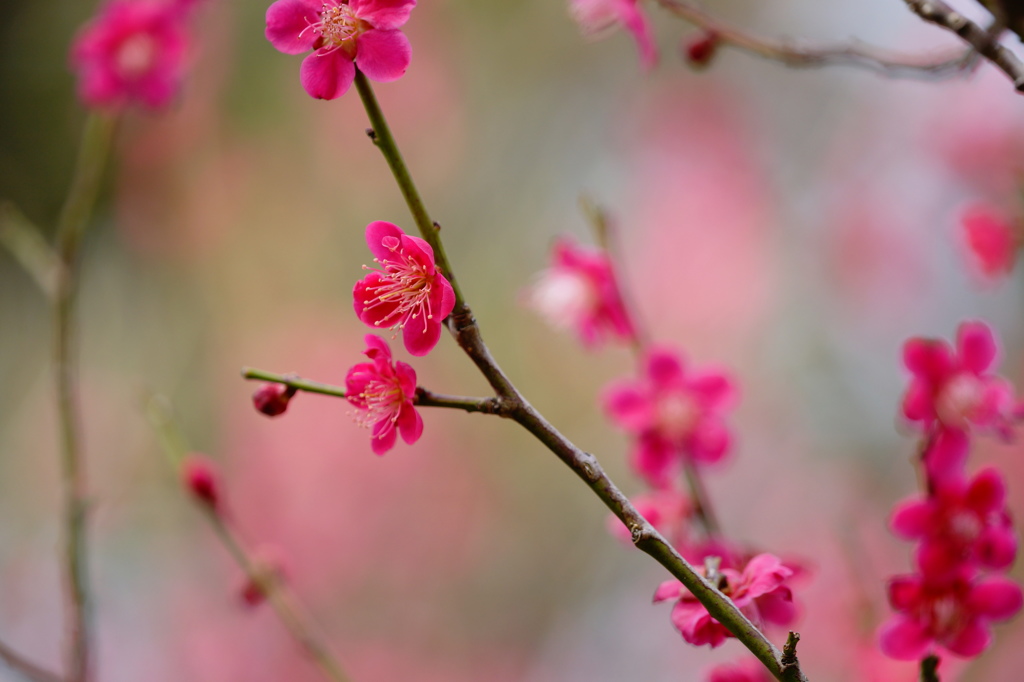 小松天満宮～紅梅