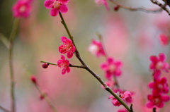 小松天満宮～紅梅