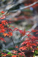 落葉樹と紅葉