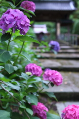 お経が流れる本興寺の紫陽花