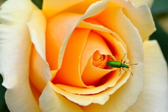 花散歩