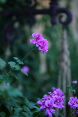 フローリー能登原発の花園