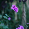 フローリー能登原発の花園