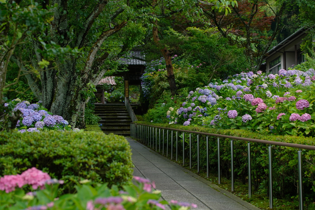 山門を彩る紫陽花