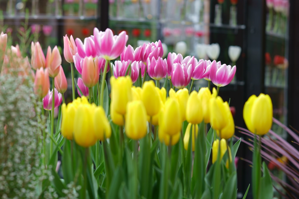 すっかり暖かくなりました(^^♪