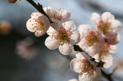 兼六園梅見頃Ｎｏ２