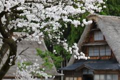 里山白い桜