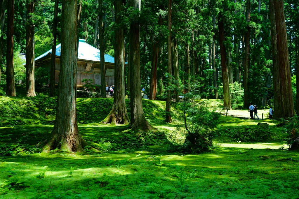 苔の絨毯〜白山平泉神社