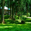 苔の絨毯〜白山平泉神社