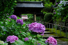 小雨に濡れる紫陽花寺