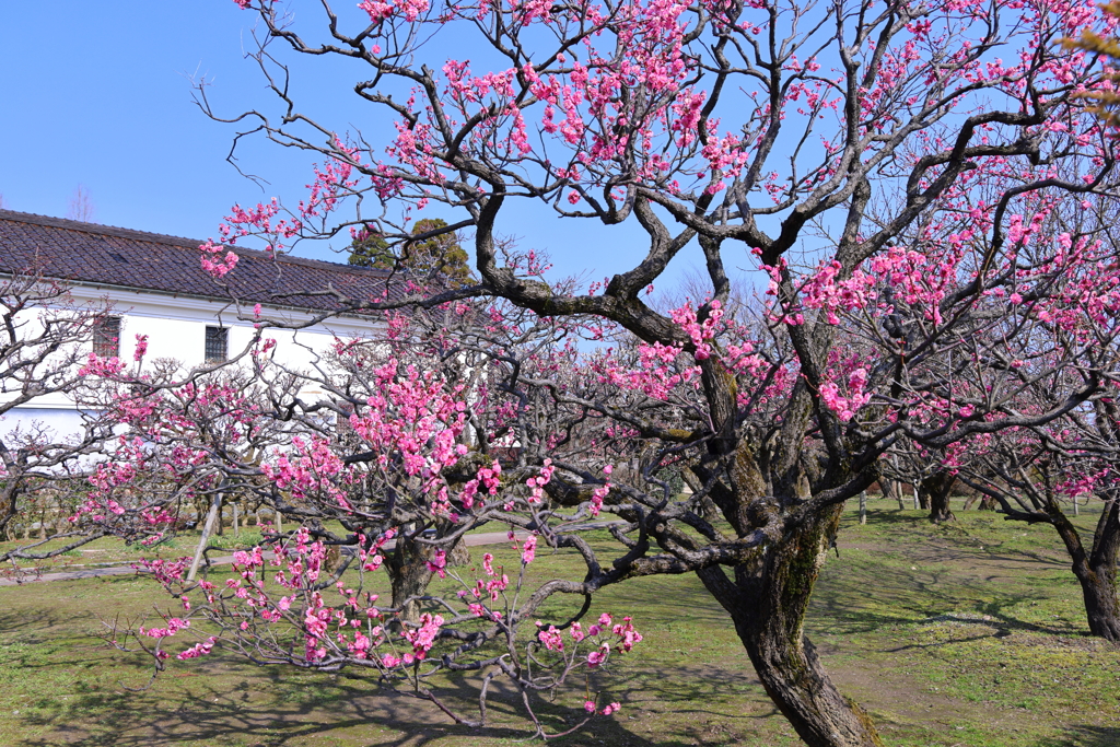 内山邸梅園風景