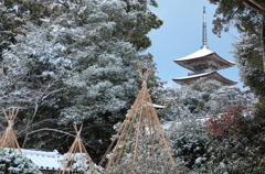 早朝の雪