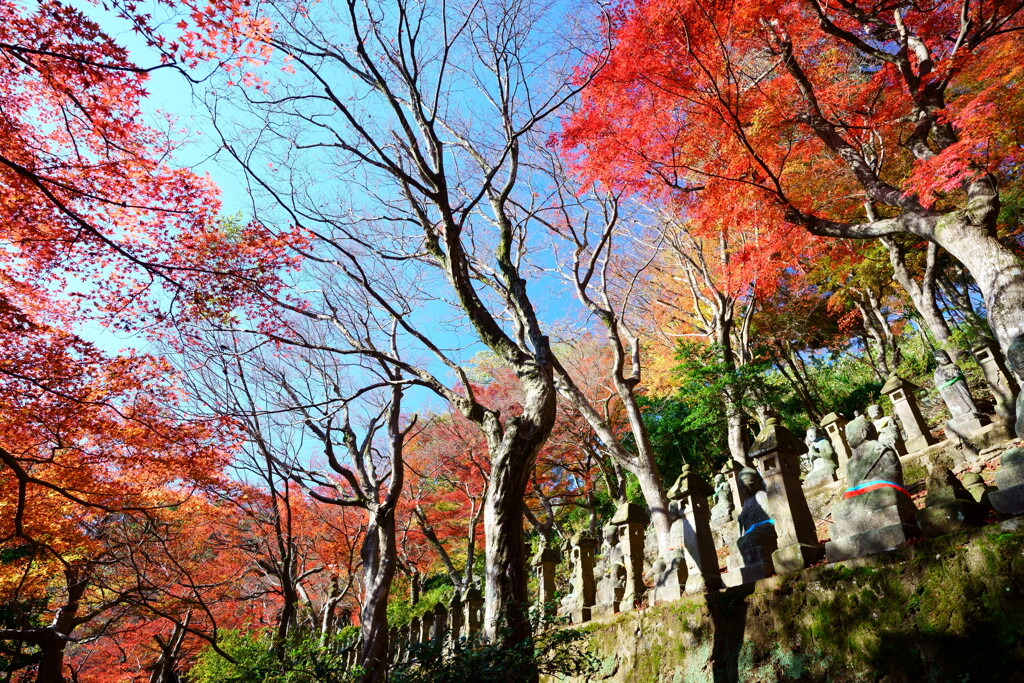 呉羽山紅葉の頃