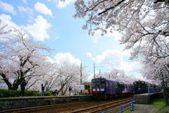 能登鹿島駅の桜