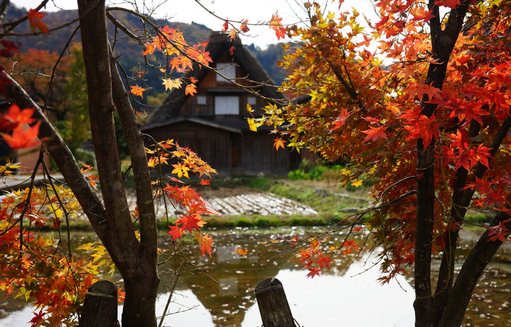 白川郷～紅葉のはじまり