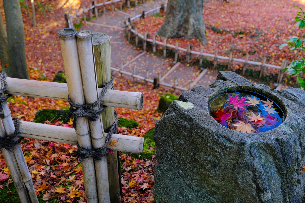 紅葉と落ち葉の兼六園