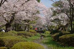 兼六園～小川を彩る桜