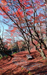 晩秋の卯辰山
