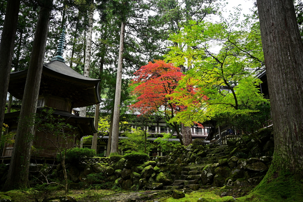 永平寺紅葉の始まり