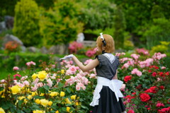 コスプレさん薔薇園は如何